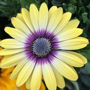 Meet your Posher, Giselle